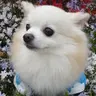 ひは
