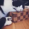 さいとぅー
