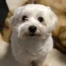 銀花