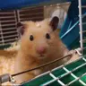 kaorin_hamham