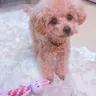 しーぽん