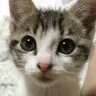 にゃん