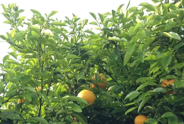 富士見園の写真・動画_image_26453