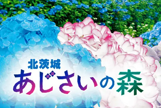 あじさいの森